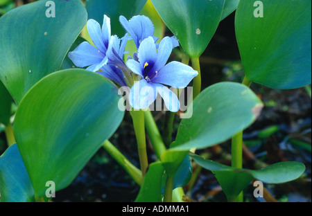 verankerte Waterhyacinth (Eichhornia Azurea), blühen Stockfoto