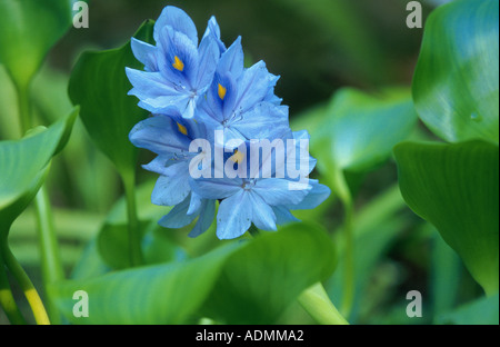 Waterhyacinth, gemeinsame-Wasserhyazinthe (Eichhornia Crassipes), blühen Stockfoto