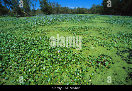 Waterhyacinth, gemeinsame-Wasserhyazinthe (Eichhornia Crassipes), decken die ganze Oberfläche von einem Teich Stockfoto