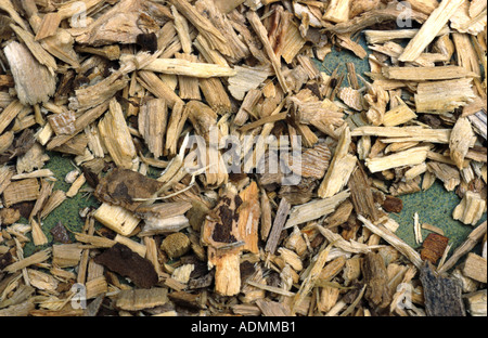 Sibirischer Ginseng (Acanthopanax Senticosus Eleutherococcus Senticosus), als Ersatz für Ginseng Stockfoto