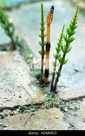 Feld-Schachtelhalm (Equisetum Arvense), drei fruchtbaren und einem sterilen Sprossen wachsen in einem Gelenk zwischen Pflastersteinen Stockfoto