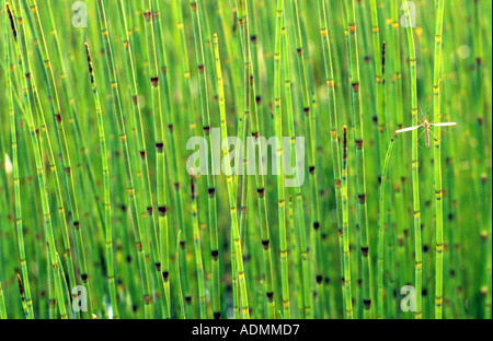 Schachtelhalm (Equisetum fluviatile), Wasser sterilen Sprossen Stockfoto