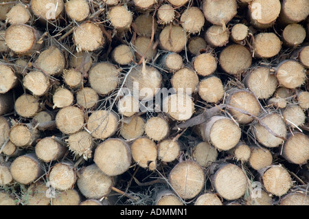 Kiefer-Protokolle im lokalen Wald geerntet Stockfoto