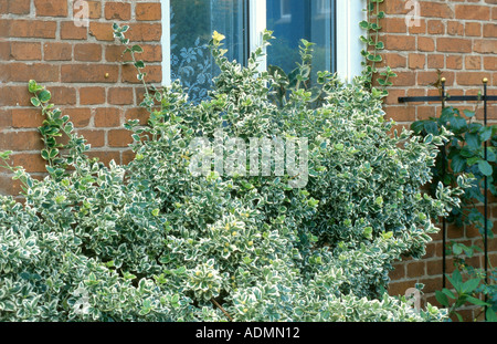 Silberne Königin Pfaffenhütchen (Euonymus Fortunei 'Silver Queen'), Zierstrauch vor der Hauswand Stockfoto