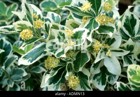 Silver Queen Pfaffenhütchen (Euonymus Fortunei 'Silver Queen'), mit bunten Blättern Stockfoto