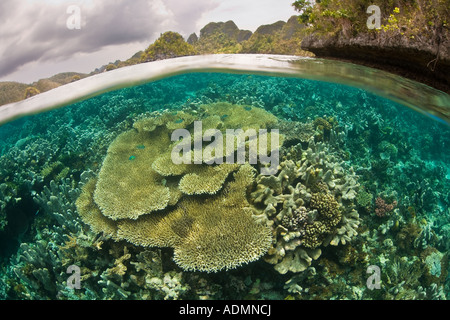 Eine Fülle von Korallen schmücken eine flache Lagune, umgeben von Kalksteininseln in Raja Ampat, Indonesien. Stockfoto