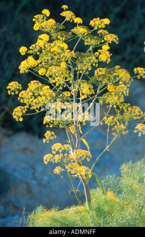 Afrikanische Ammoniacum (Ferula Communis), Blütenstand Stockfoto