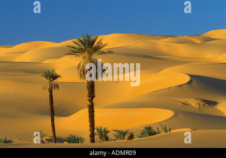 Dattelpalme (Phoenix Dactylifera), eine Gruppe von Palmen unter Sanddünen, parabolischen Dünen, Umm el Ma, Libyen, Libyen, Erg Ubari, Erg Uba Stockfoto