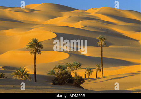 Dattelpalme (Phoenix Dactylifera), eine Gruppe von Palmen unter Sanddünen, parabolischen Dünen, Umm el Ma, Libyen, Libyen, Erg Ubari, Erg Uba Stockfoto