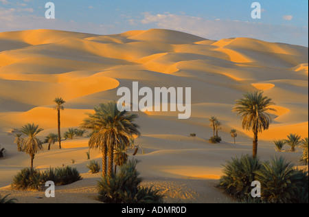 Dattelpalme (Phoenix Dactylifera), eine Gruppe von Palmen unter Sanddünen, parabolischen Dünen, Umm el Ma, Libyen, Libyen, Erg Ubari, Erg Uba Stockfoto