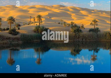 Dattelpalme (Phoenix Dactylifera), Mandara See Umm El Ma (Mutter des Wassers), den Dünen kommen bis zu den Ufern, Libyen, Erg Ubari, Stockfoto