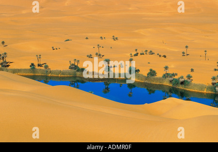 Dattelpalme (Phoenix Dactylifera), Mandara See Umm El Ma (Mutter des Wassers), den Dünen kommen bis zu den Ufern, Libyen, Erg Ubari, Stockfoto