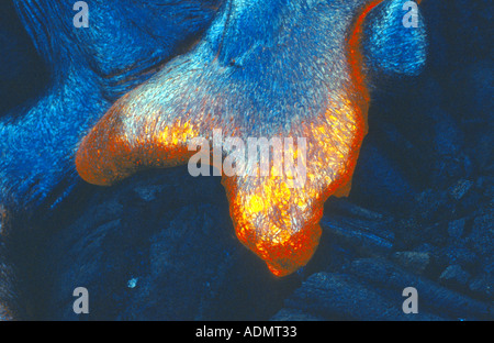 frische Lava, glühende Lava mit Kühlung Haut, USA, Hawaii Stockfoto