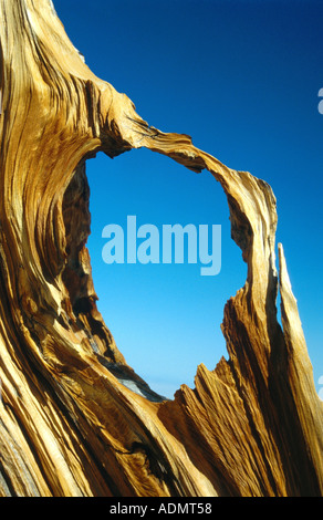 alten Wacholder Stamm, mit Knoten-Loch, USA, Nevada, Great Basin NP, Jun 94. Stockfoto