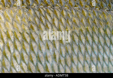 Barsch, Europäische Barsch, Redfin Barsch (Percha Fluviatilis), skaliert mit Seitenlinienorgan Stockfoto