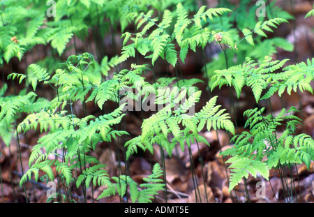 Eiche Farn (Gymnocarpium Dryopteris), jungen Wedel Stockfoto