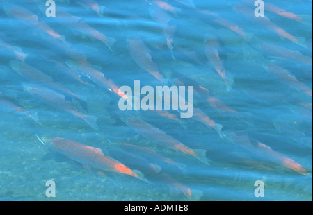 Sockeye Lachs, Sockeye, Kokanee, blaue Rückseite (Oncorhynchus Nerka), Fisch Schwarm in der Brutzeit in den Brooks River, USA, Alask Stockfoto