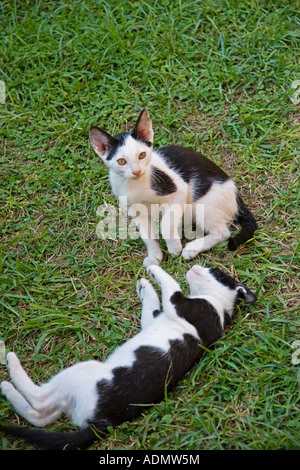 Zwei Katzen spielen kämpfen auf dem Rasen Barcelona Spanien Stockfoto