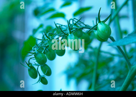 Ein surrealer Abend Schuss von grünen Trauben Urtomaten. Stockfoto