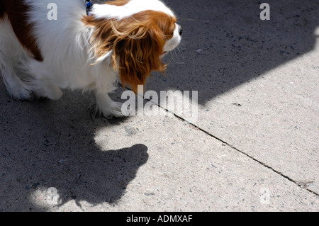 Spaziergang mit dem Hund ein King Charles Cavalier Spaniel Stockfoto