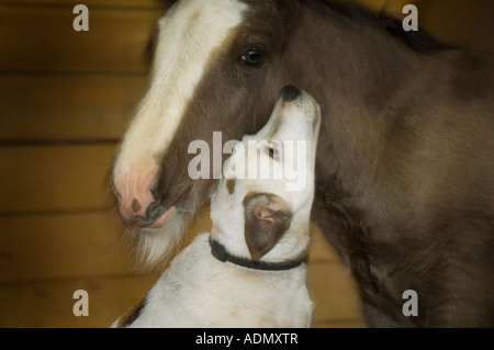 Jack Russel Terrier Hund pflegt Gypsy Vanner Pferdefohlen im stall Stockfoto