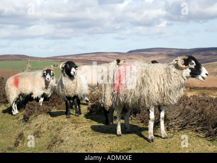 Eine Gruppe von drei Swaledale Schafe auf der North Yorkshire Moors Stockfoto