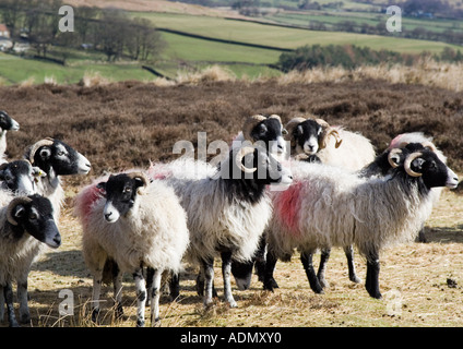 Eine Gruppe von swaledale Schaf rechts auf heideland im frühen Frühjahr. Stockfoto