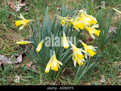 Wilden Narzissen in Farndale, North Yorkshire. Stockfoto