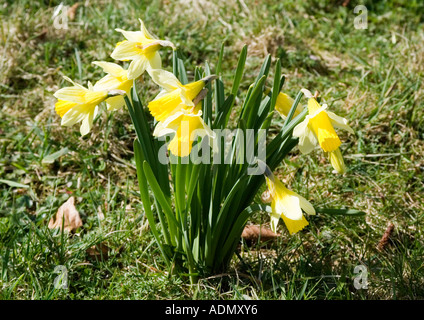 Wilden Narzissen in Farndale. Stockfoto