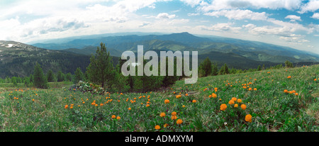 Globus-Blumen (Trollblume Altaica, Butterblume). Sibirische Kiefer (Pinus Sibirica, Tannenbäumen). Die Iolgo Range-Altai-Sibirien-Russland Stockfoto