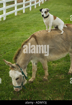 Jack Russel Terrior Hund, Reiten auf dem Rücken eines Esels Stockfoto