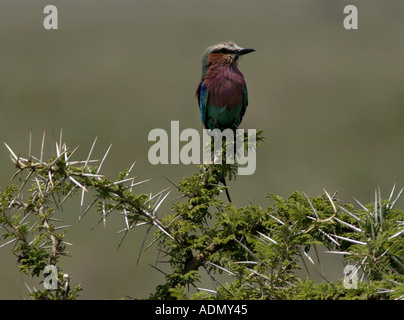 ILAC breasted Roller Tansania Serengeti Akazie Stockfoto