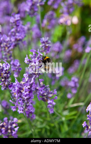 Lavendel Blumen im Feld Stockfoto