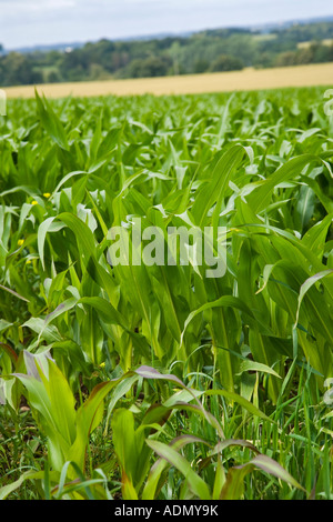 Nahaufnahme eines sonnendurchfluteten Feldes mit teilgewachsenem Mais Das leuchtend grüne Laub Stockfoto