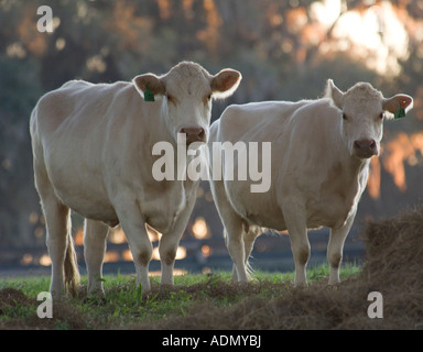 Paar von Charolais-Rindern auf der Weide Stockfoto