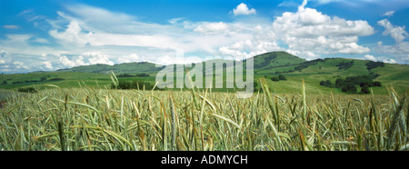 Wheaten Kornfeld im Altai Ausläufern. Sibirien. Russland Stockfoto