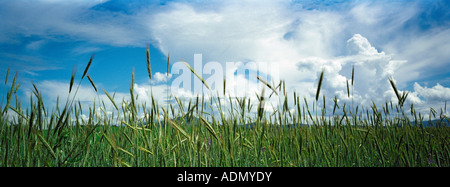 Wheaten Kornfeld im Altai Ausläufern. Sibirien. Russland Stockfoto