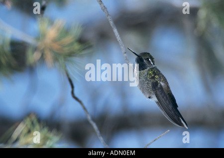 Blau-throated Kolibri Lampornis Clemenciae männlichen Big Bend Nationalpark Texas USA April 2001 Stockfoto