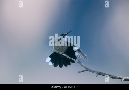 Blau-throated Kolibri Lampornis Clemenciae männlich stretching Flügel Big Bend NP Texas USA April 2001 Stockfoto