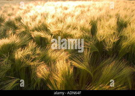 Ohren von Gerste Reifung in einem Feld in das Dorf Cheret in der Nähe von Laon, Aisne, Frankreich Stockfoto