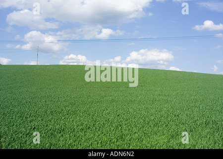Sommer-Felder, Finnland Stockfoto