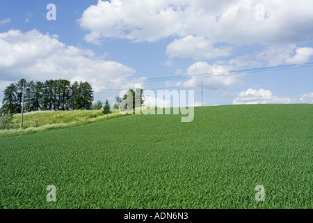 Sommer-Felder, Finnland Stockfoto