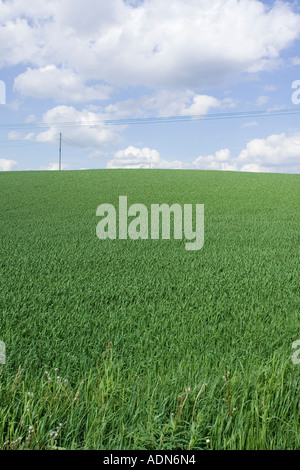 Sommerwiese, Finnland Stockfoto