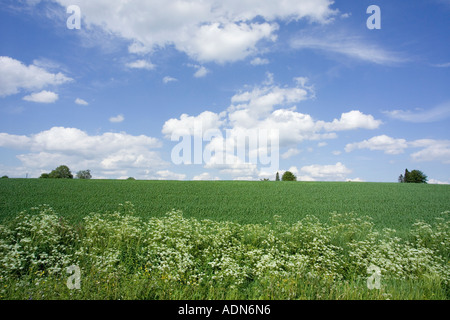 Sommer-Felder, Finnland Stockfoto