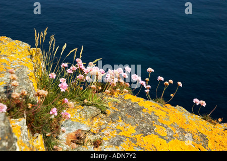 Sparsamkeit oder "Meer Rosa" wachsen auf den Meeresklippen in Cornwall, england Stockfoto