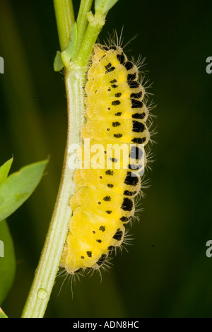 Raupe aus einer sechs spot Burnet (Lotus-Corniculaus) Stockfoto