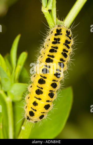 Raupe aus einer sechs spot Burnet (Lotus-Corniculaus) Stockfoto