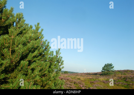 Zwerg-Bergkiefer / Mugo Pine (Pinus Mugo) Stockfoto