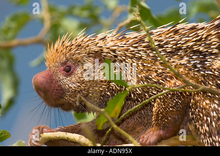 Brasilianisches Stachelschwein (Coendou Prehensilis). Bild von der brasilianischen Cerrado. Stockfoto