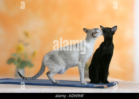 Siamkatze, Seal-Tortie-Tabby-Point Und orientalisch Kurzhaarkatze, schwarzem Ebenholz Stockfoto